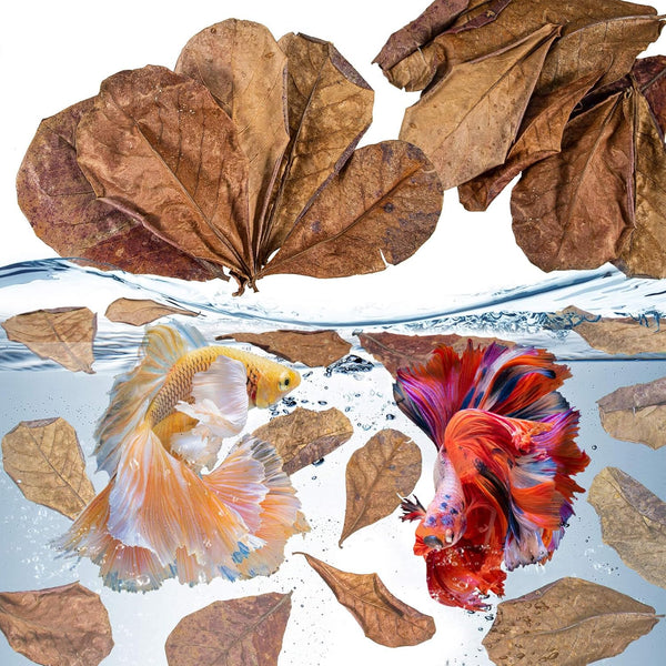 30PCS Indian Almond Leaves for Betta, Large Catappa Leaves for Aquariums, Betta Tank Decorations