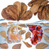 30PCS Indian Almond Leaves for Betta, Large Catappa Leaves for Aquariums, Betta Tank Decorations
