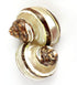 Worlds 2pc 2"-2-1/2"Inch Polished Hermit Crab Shells, Turbo Shells Banded Snakeskin Stripe