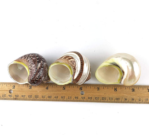 Worlds 3PC 2"-2-3/4"Inch Large Mix Hermit Crab Shells&Turbo Shells