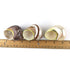 Worlds 3PC 2"-2-3/4"Inch Large Mix Hermit Crab Shells&Turbo Shells