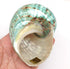 PEPPERLONELY 3 Inch 3-1/2 Inch Green Blue Gade Big Turbo Sea Shells, Large Hermit Crab Shells, ~