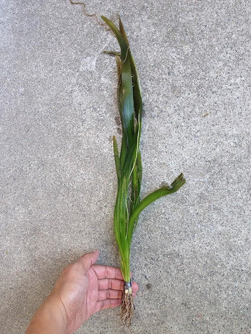 AquaLeaf Aquatics 15-20 inches Jungle Vallisneria Rooted Plants Tall - Easy Background Aquarium Plants