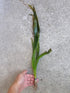 AquaLeaf Aquatics 15-20 inches Jungle Vallisneria Rooted Plants Tall - Easy Background Aquarium Plants