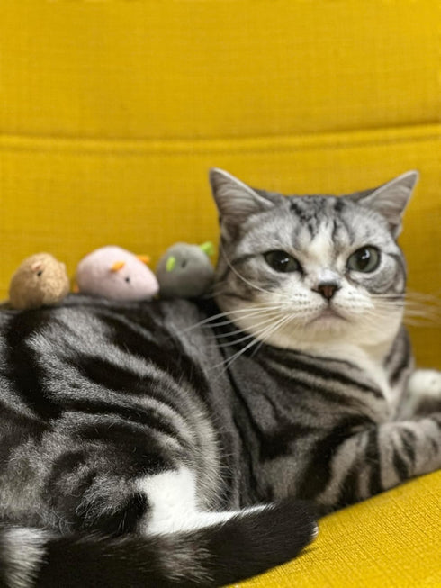 Generic Durable Chew-Resistant Realistic Plush Mice Cat Teething Toys, Long-Lasting Interactive Kitten Toys