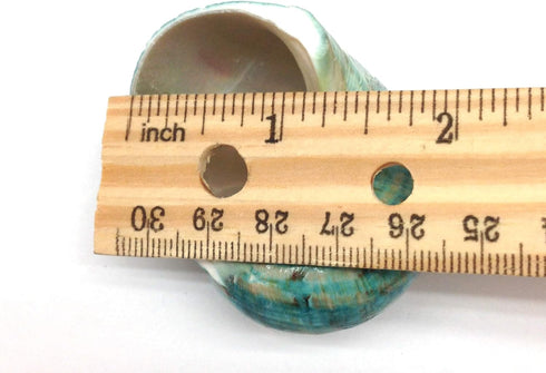 PEPPERLONELY 2 2-1/2 Inch 3 Inch PC Natural Large Hermit Crab Shells, Green Blue Gade Turbo, ~
