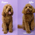 Pawson Dog Shampoo Bar - Natural Pet Shampoo with Rice Water and Aloe, Puppy Essentials, Peony Vanilla Scent