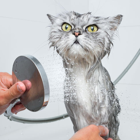 Eye Envy Moisturizing Pet Shampoo 16oz | Gentle, Fragrance Free, Cleans, Softens, Adds Shine, Safe for Puppies & Kittens