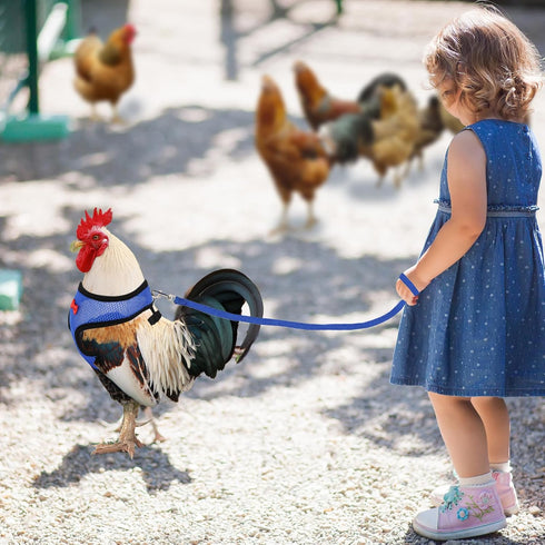 LUODAKA 4Pcs Adjustable Chicken Harness Safe Convenient Breathable Comfortable Suitable for Small Animal Training Can