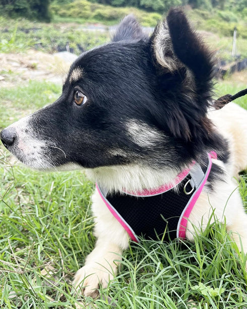 Dog Harness for Small Medium Sized Dog, Puppy Harness and Leash Set Training, Dog Harness and Leash Set, Dog Vest Harness, Dog Harness Small Sized Dog, Small Dog Harness. (Black, XS)