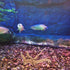 Mipcase 3 Pcs Driftwood for Aquarium, Spider Wood Decorations for Fish Tank and Reptile Decor