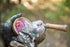 STRUT COMMANDER Turkey Pot Call - Realistic Yelps, Clucks, Cutts, Purrs for Turkey Hunting - Made in USA