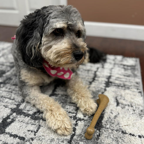 SPOT Bam-Bones Bone, 7.25in, Chicken Flavor - Durable Bamboo Fiber Dog Chew for Light to Moderate Chewers under 40lbs