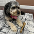 SPOT Bam-Bones Bone, 7.25in, Chicken Flavor - Durable Bamboo Fiber Dog Chew for Light to Moderate Chewers under 40lbs