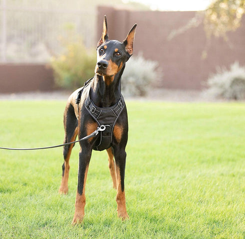 Dog Harness, Large, Black