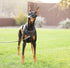 Dog Harness, Large, Black