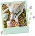 Nature Gnaws Braided Bully Sticks for Dogs, 5-6" (3 Count), Long Lasting Natural Beef Chew Bones