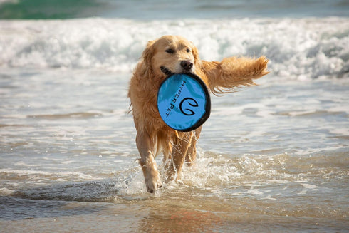 Hyper Pet Flippy Flopper 9" Flying Disc - Soft Dog Toy, Floats in Water, Pack of 5 (Colors May Vary)