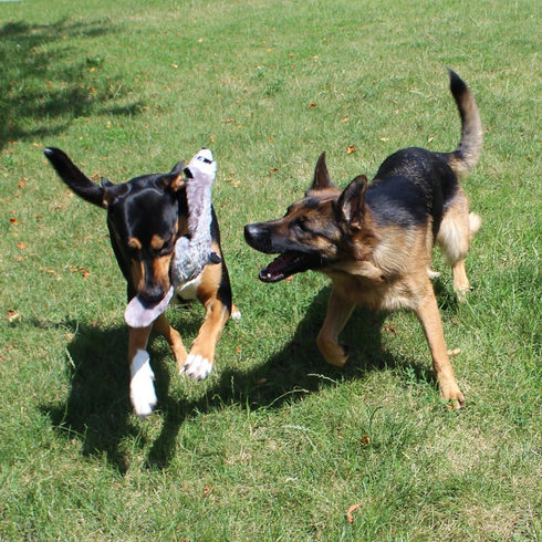 Jalousie 5 Pack Dog Squeaky Toys, Three No Stuffing and Two Plush with Stuffing for Dogs