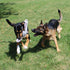 Jalousie 5 Pack Dog Squeaky Toys, Three No Stuffing and Two Plush with Stuffing for Dogs