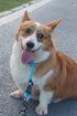 Slip Collar, Dog Choker Collar, Nylon Training Collar with Slidable Stopper for Small Medium Large Dogs