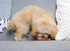 Hartz Chew ‘n Clean Chew Toy - Chicken Flavored Drumstick Dog Toy, Extra Small