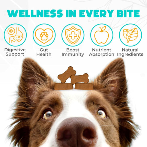 60 Probiotics for Dogs Chews Pcs - Digestive, Gut Health & Diarrhea Support - Chews for Dogs - US Formula