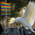 1112 by M&M Rainbow Chew Stick - Handcrafted Breakable Turnable Hanging Bird Cage Toy, Bright Colors, Spinning Sticks
