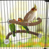 Rypet U Shape Natural Wood Stand Perch for Parrots, Swing Bird Chewing Stand, Cage Accessories for Budgies, Conures,