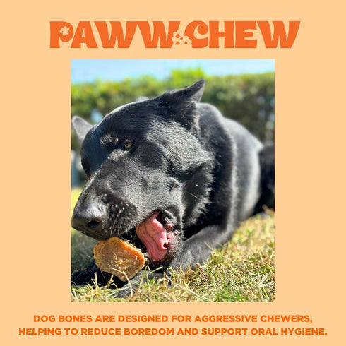 100% 7-8 (3 Pack) PAWW CHEW Natural Dog Bones, Single Ingredient inc Made in USA, Extra Large, Grass-Fed Beef Marrow