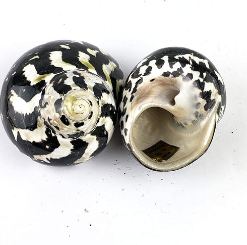 Worlds 2pc 2" Inch-2-3/4 Inch Turbo Shells,Polished Meg Pie Hermit Crab Shells