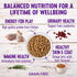 Wellness Natural Pet Food Complete Health Natural Grain Free Deboned Chicken & Chicken Meal Dry Kitten Food, 5.5 Pound Bag