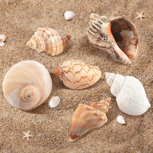 11PCS Hermit Crab Shells, Natural Sea Conch Size 1.5"-3.5" for Small to Medium Crabs