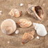11PCS Hermit Crab Shells, Natural Sea Conch Size 1.5"-3.5" for Small to Medium Crabs