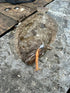 Get Thumped 3-Pack, Premium Soft Shrimp Bodies for Saltwater Fishing - Unrigged Lifelike Bait Perfect for Inshore