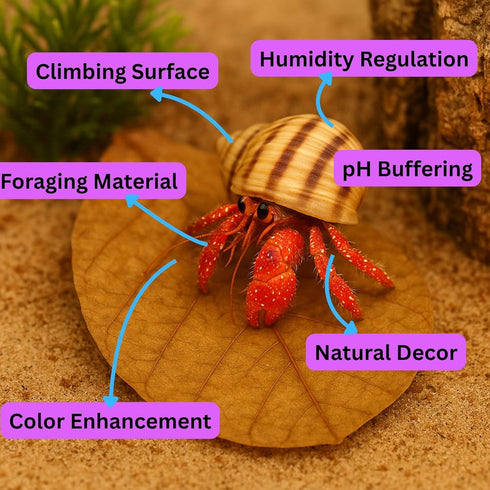 6 Inch Pack 10 Hermit Crab Tank Accessories Indian Almond Leaves of Natural Catappa Leaves for Aquarium & Reptile Tanks
