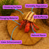 6 Inch Pack 10 Hermit Crab Tank Accessories Indian Almond Leaves of Natural Catappa Leaves for Aquarium & Reptile Tanks