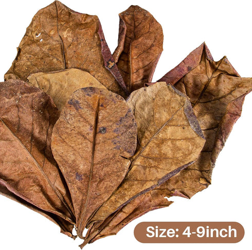 30PCS Indian Almond Leaves for Betta - Sukh Large Catappa Leaves Aquariums Almond Leaves Betta Water Conditioner Aquarium Shrimp Tank Betta Tank Decorations Betta Leaf Hammock Fish Tank Accessories