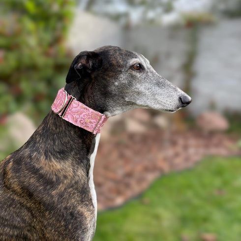 Extra Soft Martingale Dog Collar and Leash Set 2" Wide for Greyhound Saluki Whippet and Similar Breeds (M 11”-14”)