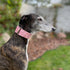 Extra Soft Martingale Dog Collar and Leash Set 2" Wide for Greyhound Saluki Whippet and Similar Breeds (M 11”-14”)
