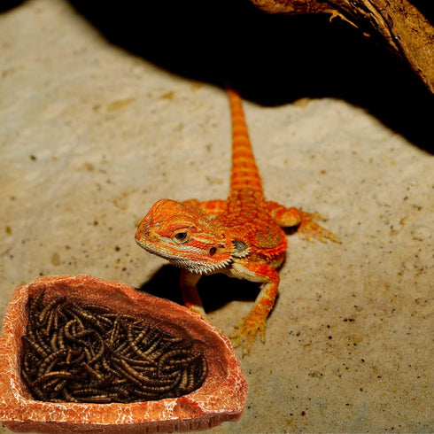 2 Pack Corner Reptile Water Dish Food Bowl, Bearded Dragon Bowls for Hermit Crab, Lizard, Gecko, Frog, Tortoise