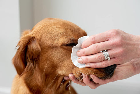 Pet Wiz Aloe Vera Eye Wipes for Cleaning Dogs & Cats, Extra Large