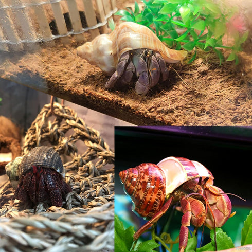 8PCS Medium to Large Hermit Crab Shells, Natural Decoration Supplies with 1"-2" Opening Size