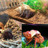 8PCS Medium to Large Hermit Crab Shells, Natural Decoration Supplies with 1"-2" Opening Size