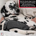 FINNERO Brenda Reusable Dog Diaper, Leak-Proof, Adjustable, Heat & Incontinence Protection, XL Camo
