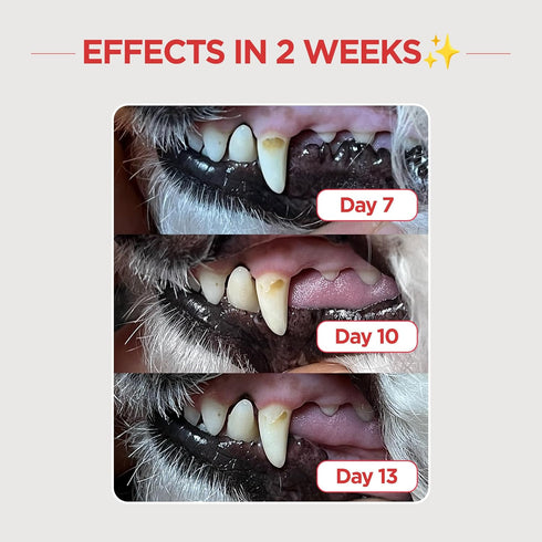 Dental Care Brush with Firm Bristles, Resilient Toothbrush for Dog Tartar and Plaque Removal
