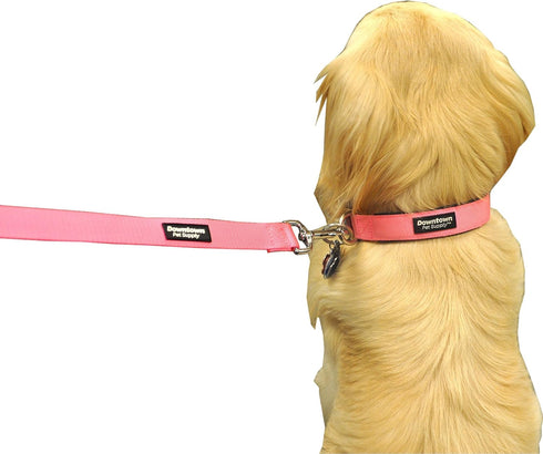 Downtown Pet Supply Deluxe Dog Collar - Blue, M - Padded Adjustable with Metal Buckle & D-Ring, Machine Washable &