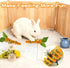 Hollima 5 Chinchilla Pcs Rabbit Forage Toys, Toys Enrichment for Boredom, Feed Game Slow Feeder, Snuffle Ball Treat