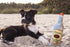 Nestpark Toto's Plush Crinkle Squeaky Dog Toy - Funny Gifts for Medium, Small, Large Dogs - Cute Birthday Stuffed Toys