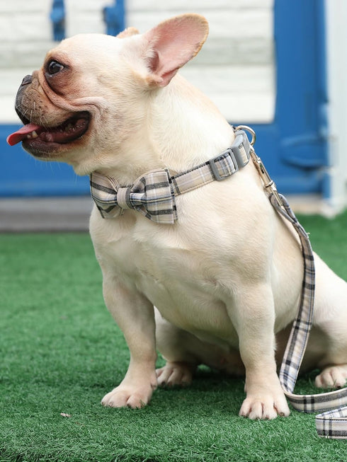 Lionet Paws Dog and Cat Collar with Bowtie, Adjustable Grid Collar for Small Medium Large Dogs